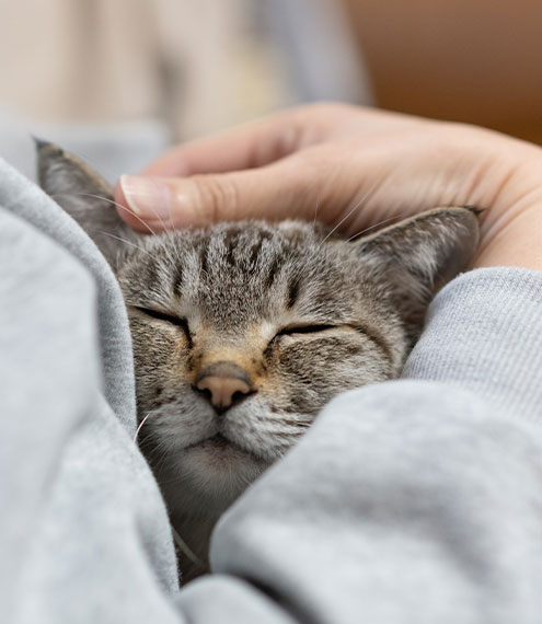  ¿Cómo acariciar a un gato que no se deja?